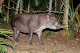 Tapir - Tapirus terrestris
