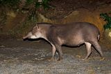 Tapir - Tapirus terrestris