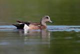 American Wigeon - Anas americana
