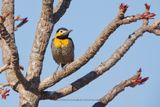 Campo flicker - Colaptes campestris