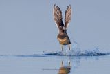 Gadwall - Anas strepera