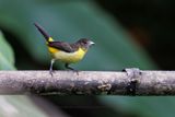 Flame-rumped Tanager - Ramphocelus flammigerus