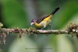 Flame-rumped Tanager - Ramphocelus flammigerus