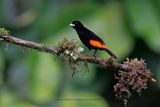 Flame-rumped Tanager - Ramphocelus flammigerus