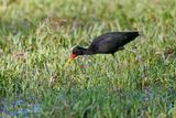 Wattled Jacana - Jacana jacana