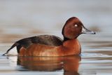 Ferruginous Duck - Aythya nyroca