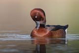 Ferruginous Duck - Aythya nyroca