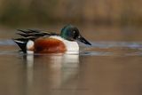 Shoveler - Anas clypeata