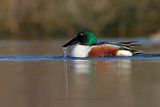Shoveler - Anas clypeata