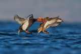 Red-crested Pochard - Netta rufina