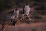 Northern Goshawk - Accipiter gentilis