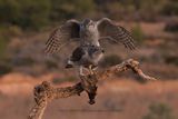 Northern Goshawk - Accipiter gentilis
