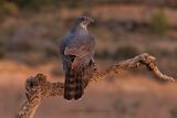 Northern Goshawk - Accipiter gentilis