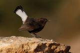 Black Wheatear - Oenanthe leucura
