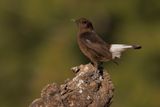 Black Wheatear - Oenanthe leucura