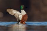 Shoveler - Anas clypeata