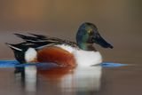 Shoveler - Anas clypeata