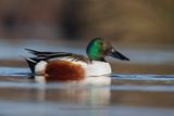 Shoveler - Anas clypeata