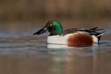 Shoveler - Anas clypeata