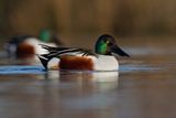 Shoveler - Anas clypeata