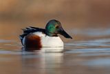 Shoveler - Anas clypeata