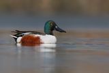 Shoveler - Anas clypeata