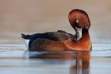 Ferruginous Duck - Aythya nyroca