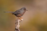 Dartford Warbler - Sylvia undata