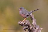 Dartford Warbler - Sylvia undata