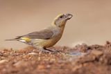 Crossbill - Loxia curvirostra