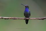 Rufous-gaped Hillstar - Urochroa bougueri
