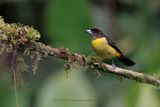 Flame-rumped Tanager - Ramphocelus flammigerus