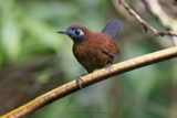 Zeledon Antbird - Hafferia zeledoni
