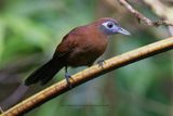 Zeledon Antbird - Hafferia zeledoni