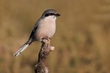 Southern Grey shrike - Lanius meridionalis
