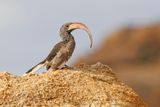 Monteiros Hornbill - Tockus monteiri