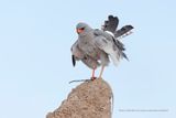 Pale Chanting Hawks - Melierax canorus