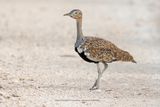Red-crested Korhaan - Lophotis ruficrista