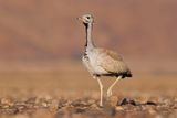 Rueppells bustard - Eupodotis rueppelli