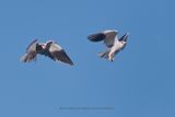 Black-winged Kite - Elanus caeruleus