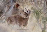 Greater Kudu - Tragelaphus strepsiceros