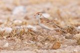 Red-capped Lark - Calandrella cinerea