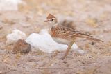 Red-capped Lark - Calandrella cinerea