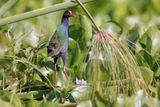 Allens Gallinule - Porphyrio alleni
