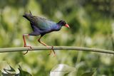Allens Gallinule - Porphyrio alleni