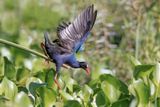 Allens Gallinule - Porphyrio alleni