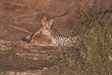 Leopard - Panthera pardus