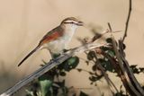 Brown-crowned Tchagra - Tchagra australis