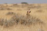 Lanner - Falco biarmicus
