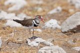 Three-banded Plover - Charadrius tricollaris